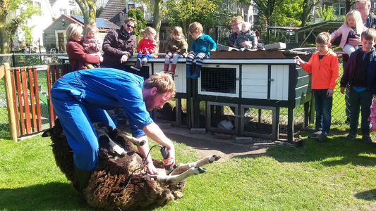 904411 Afbeelding van het scheren van de schapen van de Dierenweide Abstede (achter de Abstederhof) te Utrecht. Op de ...